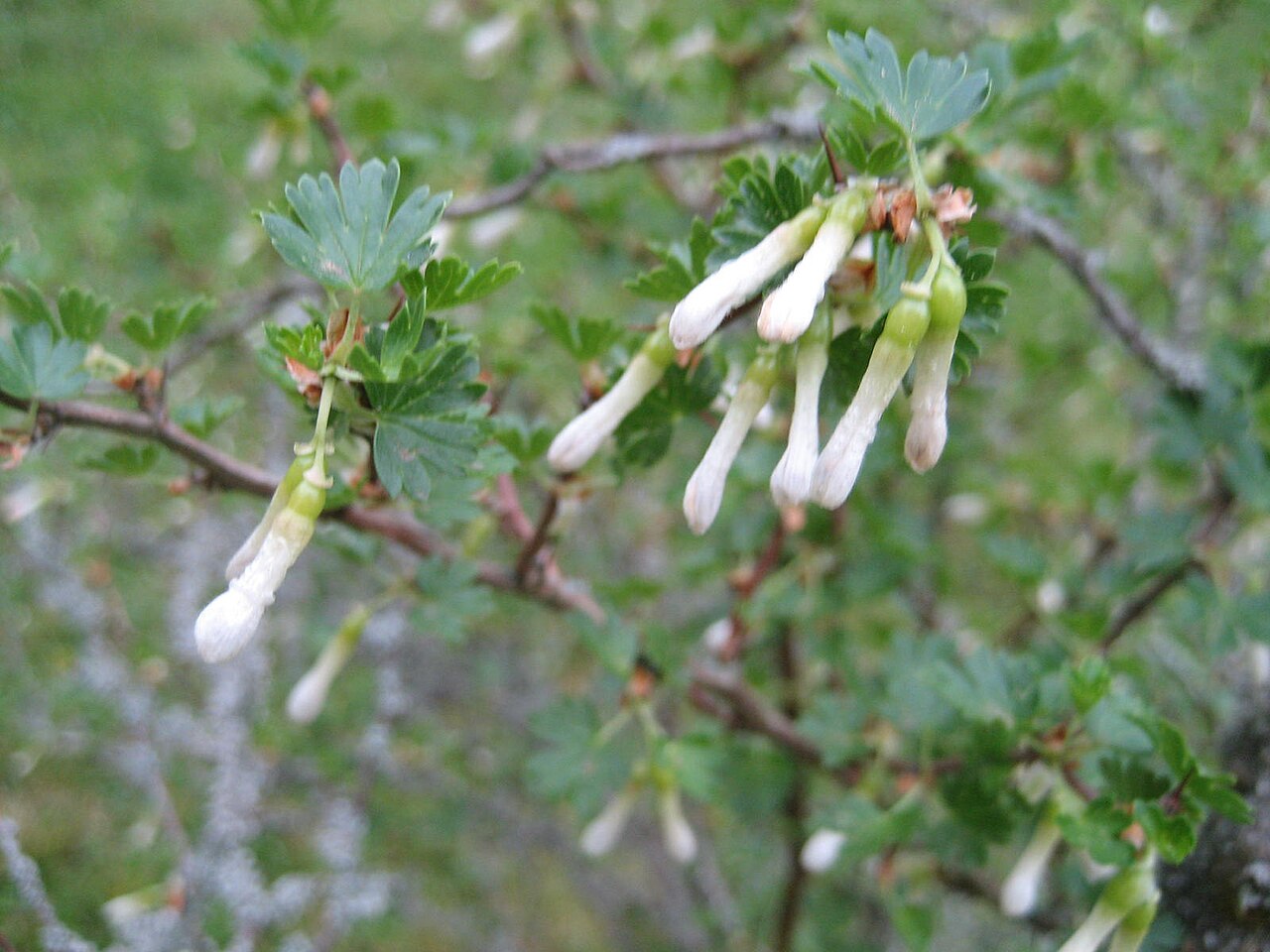 Trumpet gooseberry: Ribes leptanthum - Blüte - Bot. Garten Berlin Dahlem