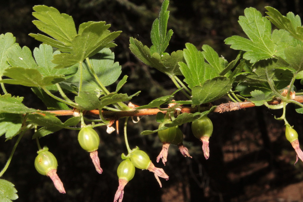 Ribes madrense (Ribes madrense)