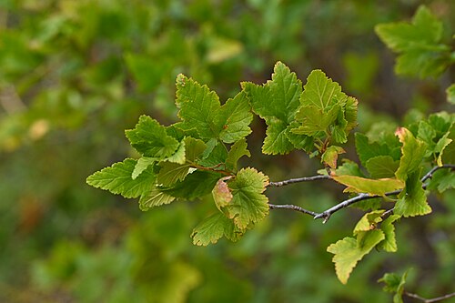 Ribes magellanicum: Ribes magellanicum at trail to Shangri La ruins N from Las Trancas, Region del Nuble, Chile