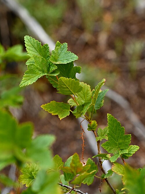 Ribes magellanicum: Ribes magellanicum at trail to Shangri La ruins N from Las Trancas, Region del Nuble, Chile