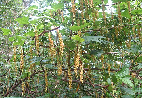 Ribes magellanicum: Zarzaparrilla o mulul ( Ribes magellanicum ) en el parque Oncol, región de Los Ríos, Chile