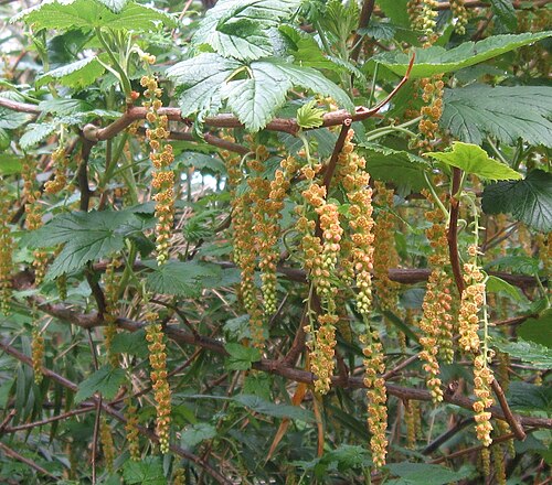 Ribes magellanicum: Inflorescencias de zarzaparrilla o mulul ( Ribes magellanicum ) en el parque Oncol, región de Los Ríos, Chile