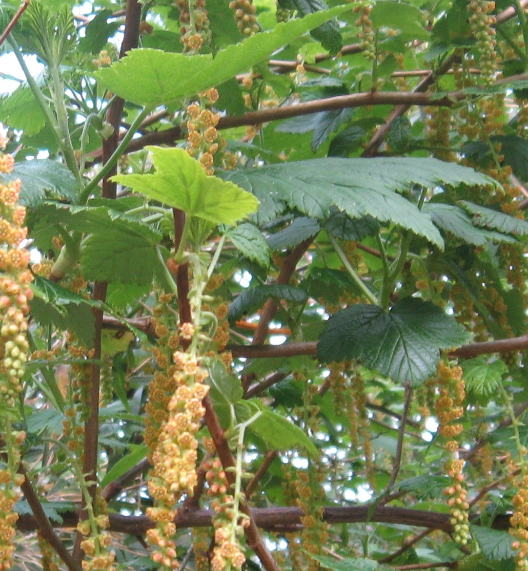Ribes magellanicum: Hojas e inflorescencia de zarzaparrilla o mulul ( Ribes magellanicum ) en el parque Oncol, región de Los Ríos, Chile