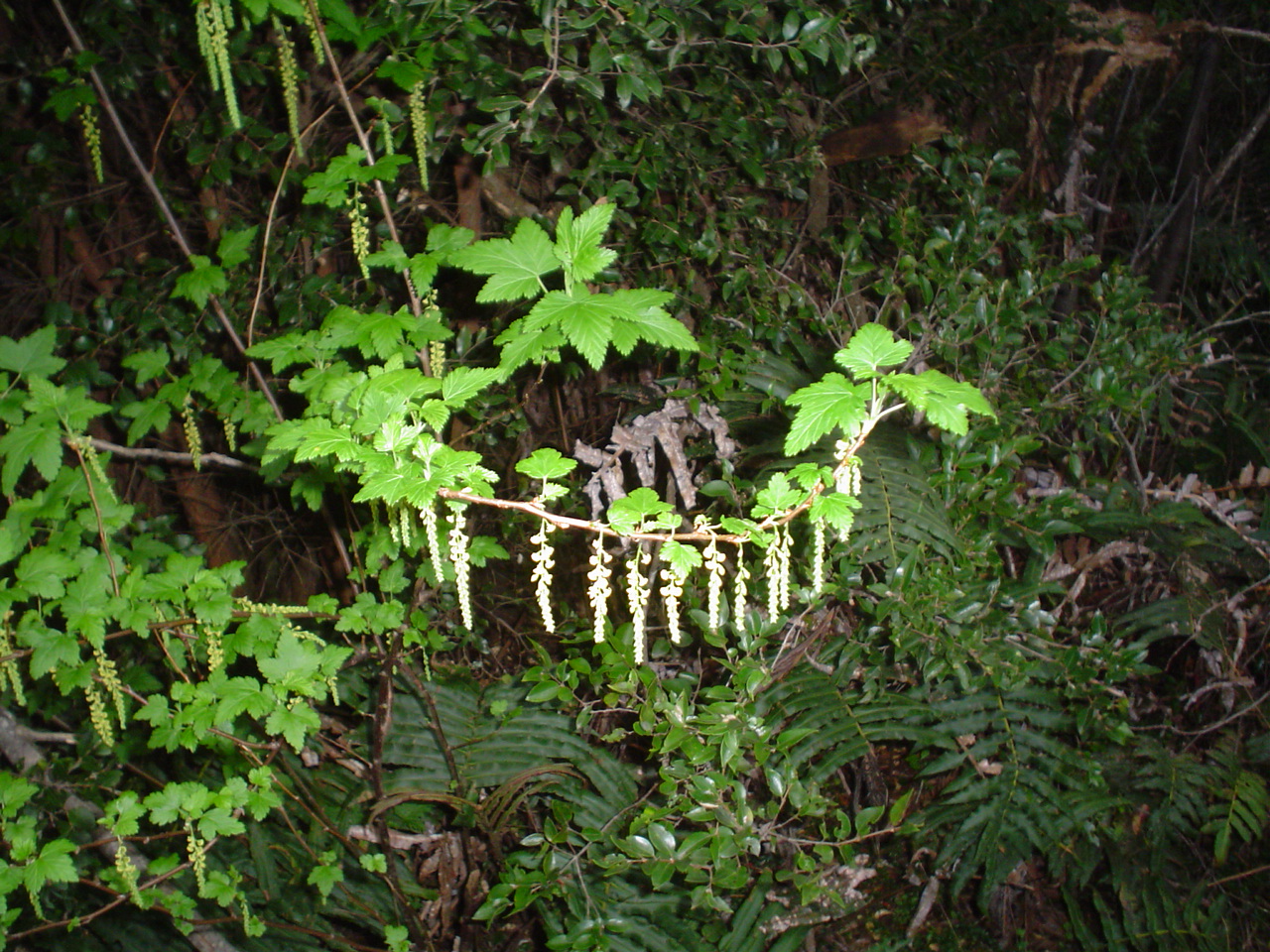 Ribes magellanicum: Rama de molul o zarzaparrilla ( Ribes magellanicum ) en un bosque del tipo valdiviano en Chiloé