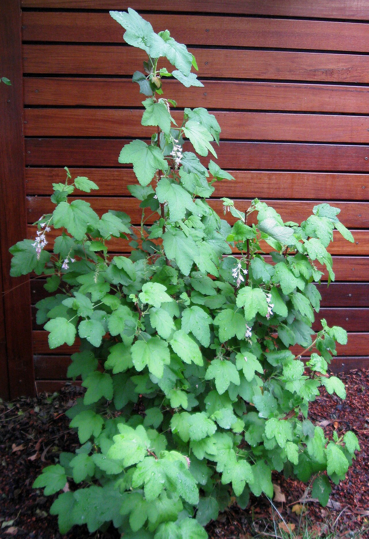 Chaparral currant: Ribes malvaceum — chaparral current. Cultivated in garden setting.
