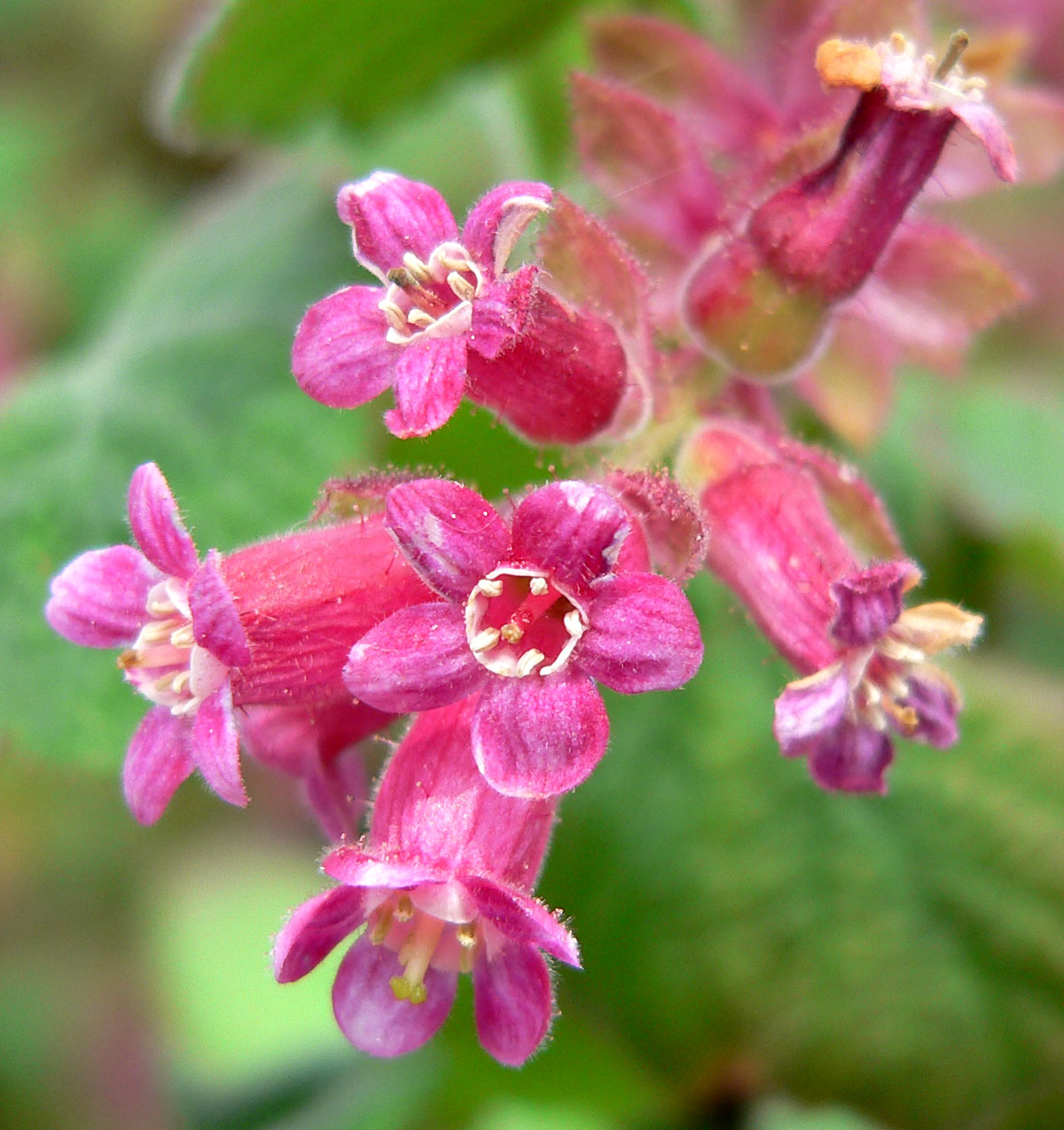 Chaparral currant (Ribes malvaceum)