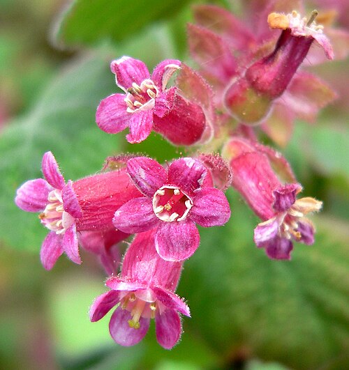 Chaparral currant (Ribes malvaceum)