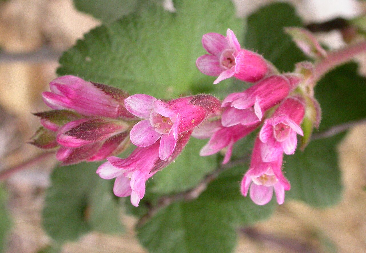 Chaparral currant: Photographed at BioTrek . Contributed and © by Curtis Clark. Licensed as noted.