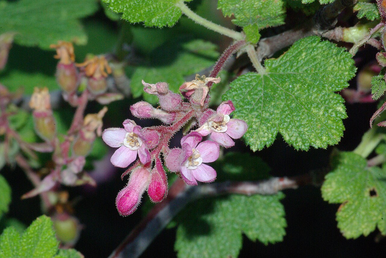 Chaparral currant: CALIFORNIA - FLOWERS of San Luis Obispo Co