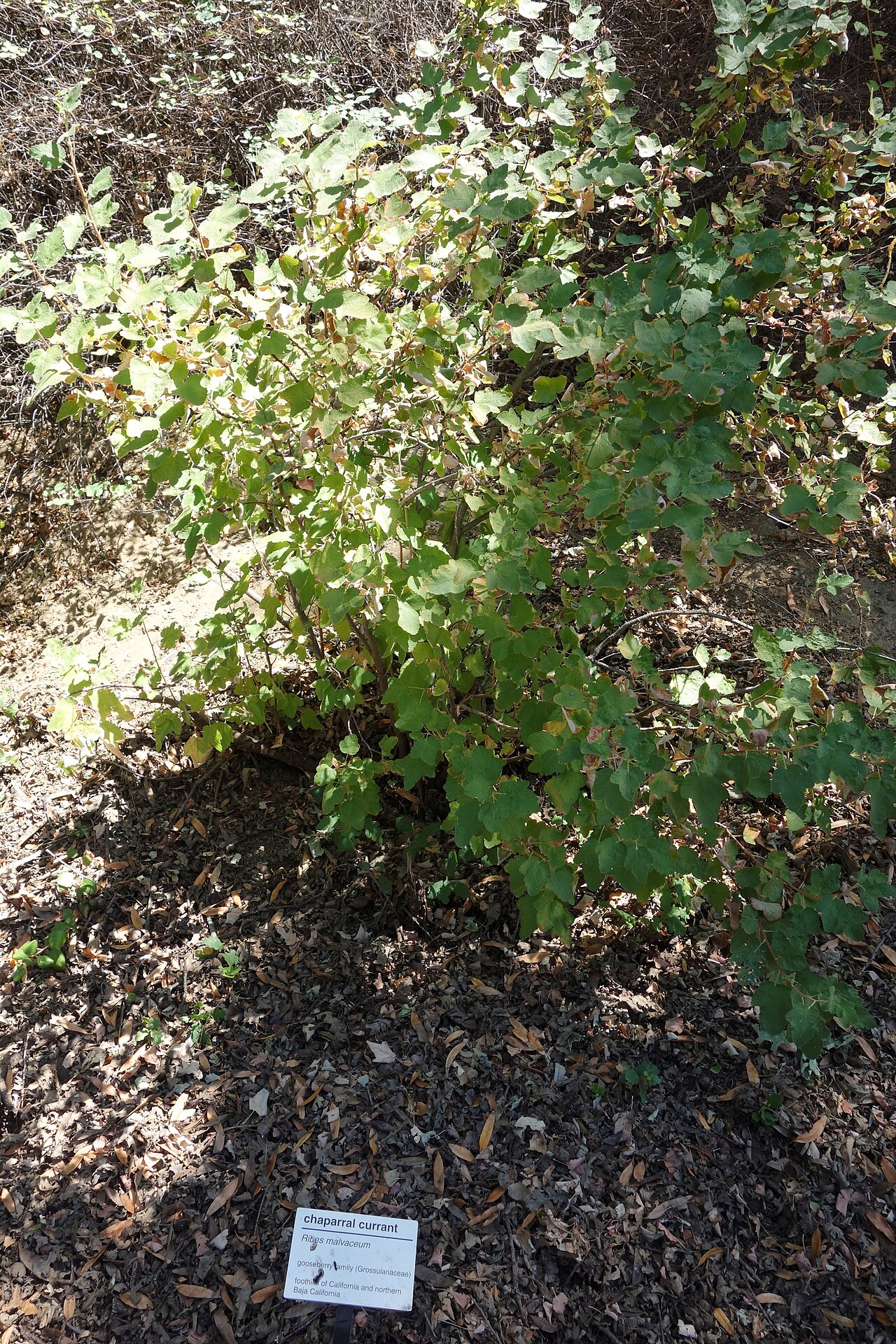 Chaparral currant: Botanical specimen in the UC Davis Arboretum - University of California, Davis - Davis, California, USA.