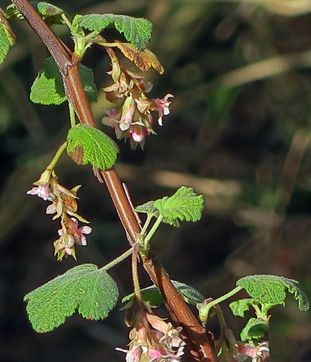 Chaparral currant: Ribes canthariforme—Moreno currant. Included in the CNPS Inventory of Rare and Endangered Plants on list 1B.3 (rare, threatened, or endangered in CA and elsewhe