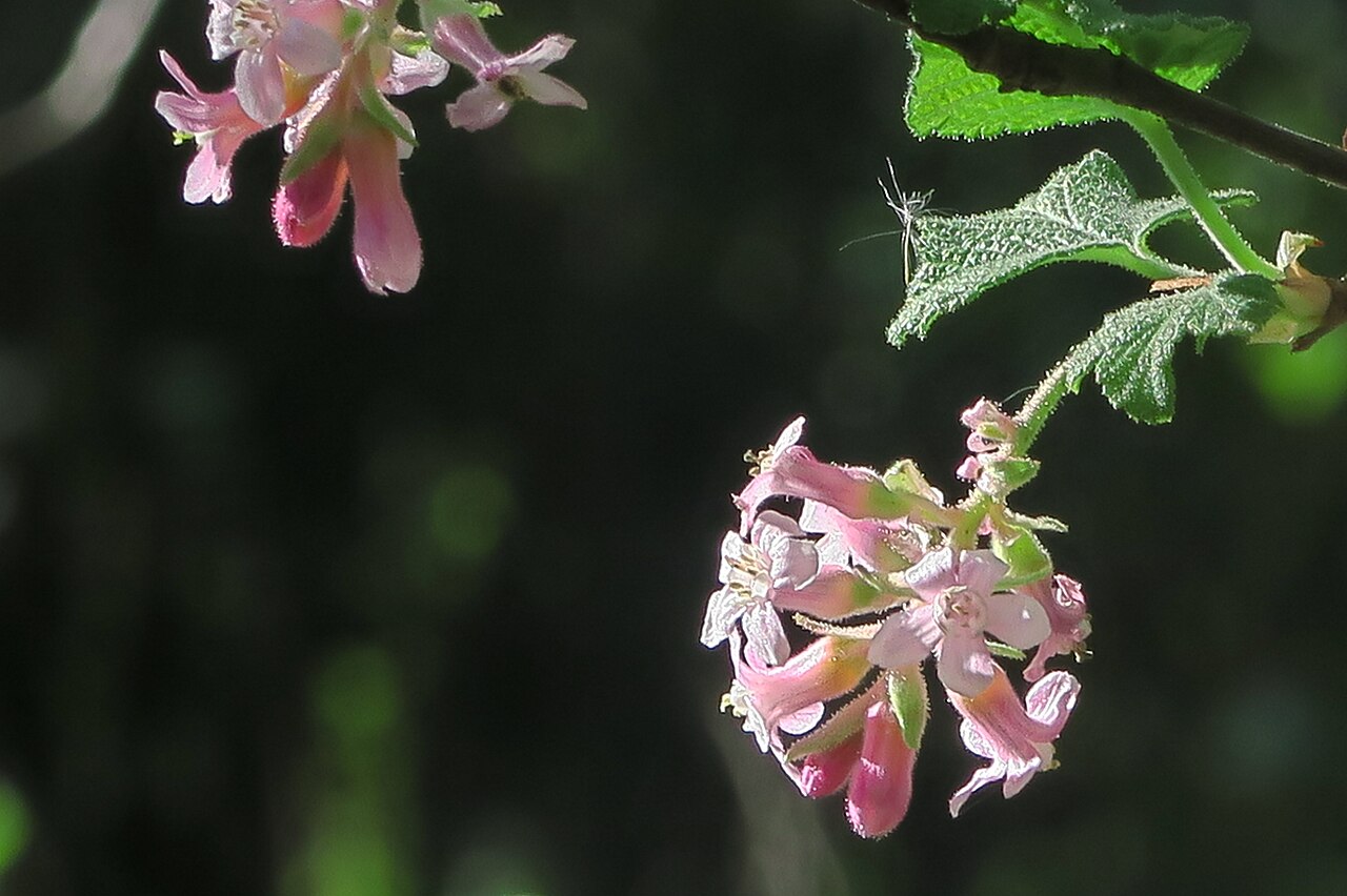 Chaparral currant: Ribes malvaceum—Chaparral currant. Ranges through the inner coast range from Tehama County south to Mount Diablo thence to Marin County and the outer coast rang