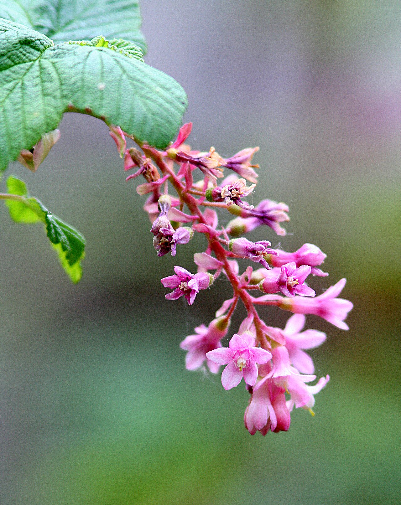 Chaparral currant: CALIFORNIA - FLOWERS of San Luis Obispo Co