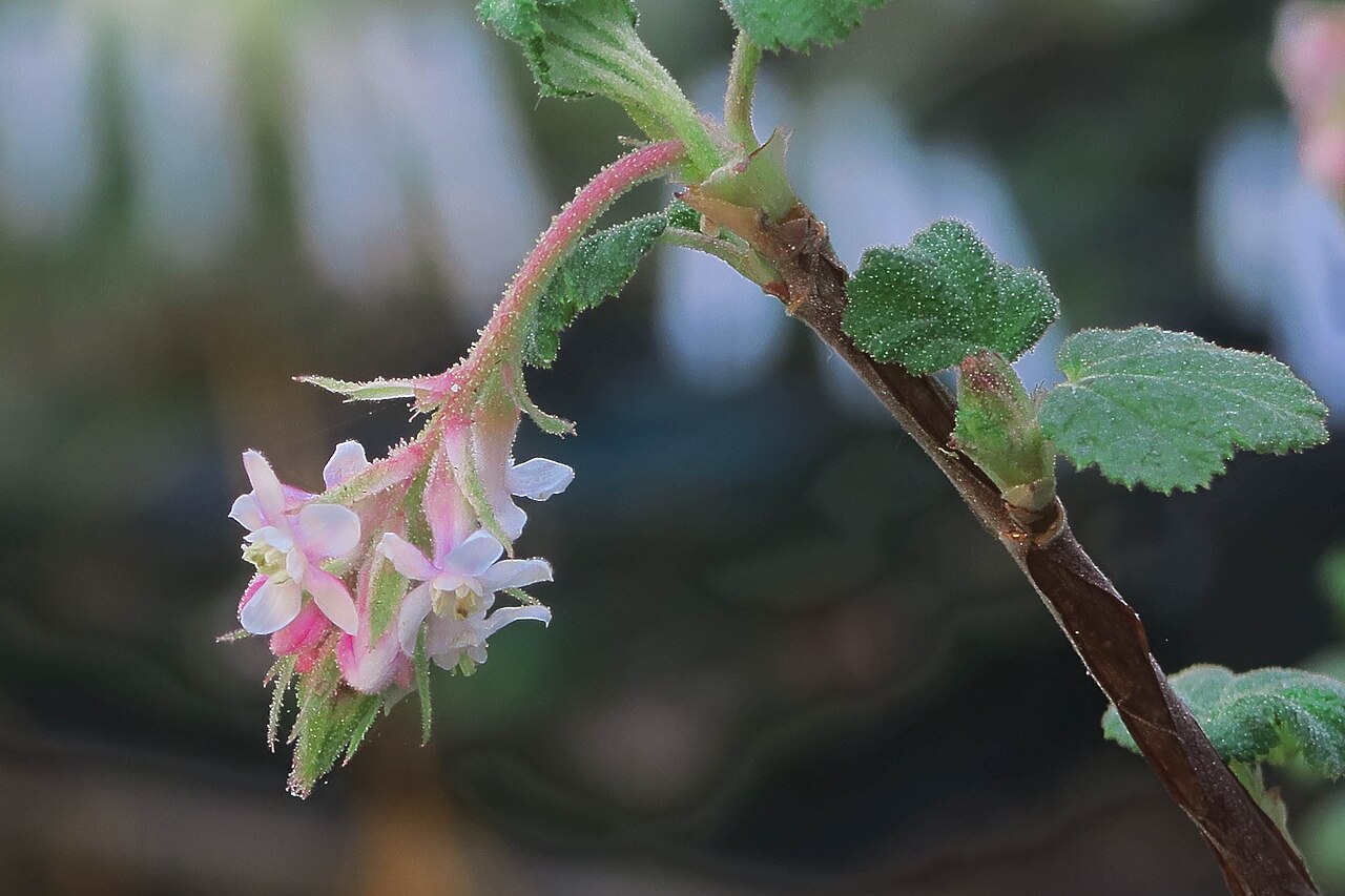 Chaparral currant: Ribes canthariforme—Moreno currant. Included in the CNPS Inventory of Rare and Endangered Plants on list 1B.3 (rare, threatened, or endangered in CA and elsewhe