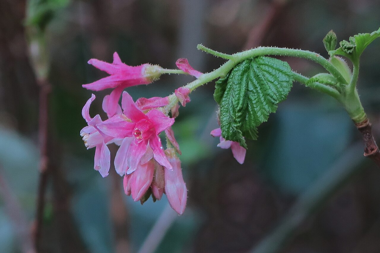 Chaparral currant: Ribes malvaceum—Chaparral currant. Ranges through the inner coast range from Tehama County south to Mount Diablo thence to Marin County and the outer coast rang