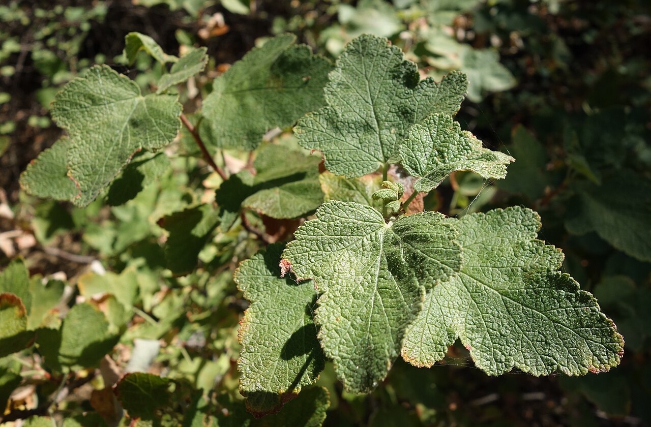 Chaparral currant: Botanical specimen in the UC Davis Arboretum - University of California, Davis - Davis, California, USA.