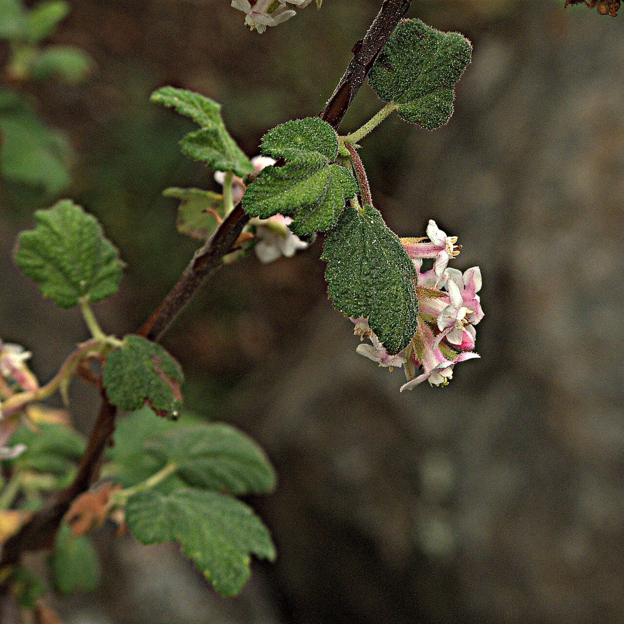 Chaparral currant: Ribes canthariforme—Moreno currant. Included in the CNPS Inventory of Rare and Endangered Plants on list 1B.3 (rare, threatened, or endangered in CA and elsewhe