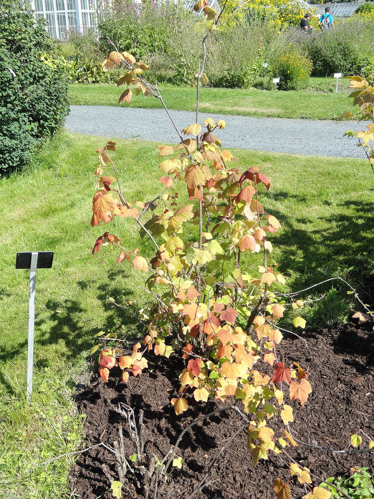 Ribes mandshuricum: Ribes specimen. The University of Helsinki Botanical Garden at Kaisaniemi