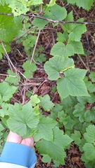 Ribes mandshuricum (Ribes mandshuricum)