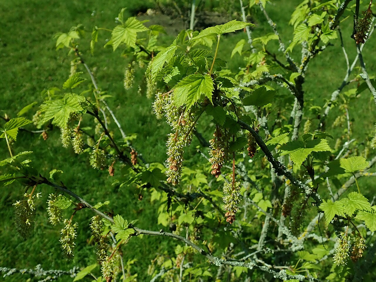 Ribes mandshuricum: Ribes mandshuricum , Berlin-Dahlem Botanical Garden.