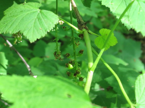 Ribes mandshuricum (Ribes mandshuricum)