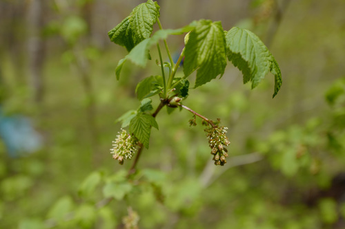 Ribes mandshuricum (Ribes mandshuricum)