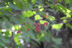 Ribes mandshuricum (Ribes mandshuricum)