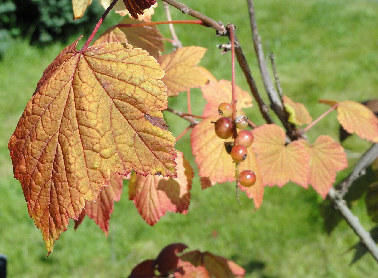 Ribes mandshuricum: Ribes specimen. The University of Helsinki Botanical Garden at Kaisaniemi