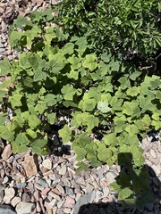 Ribes mandshuricum (Ribes mandshuricum)