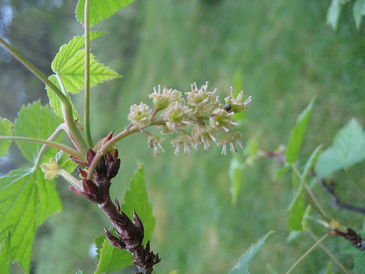 Ribes mandshuricum: Ribes manshuricum - Blüte - Bot. Garten Berlin Dahlem