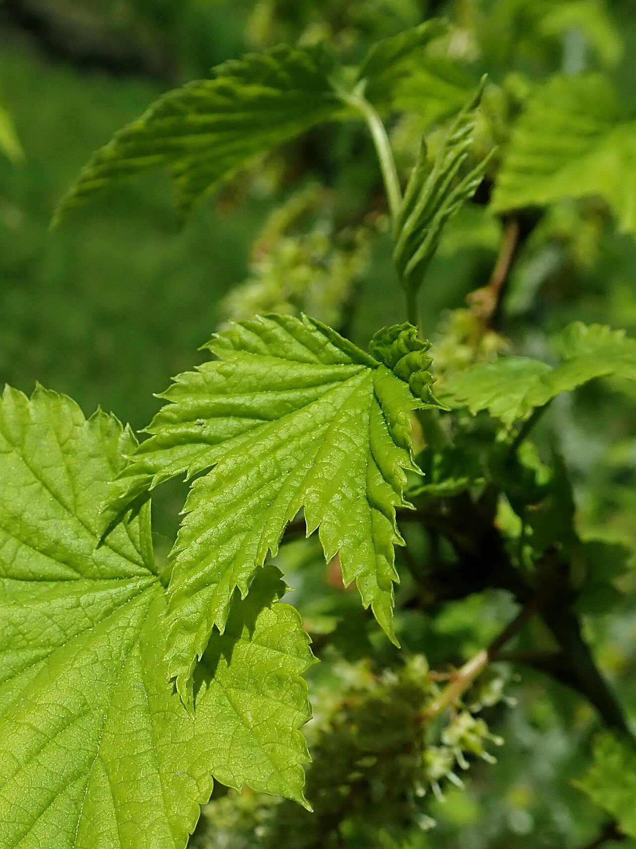 Ribes mandshuricum: Ribes mandshuricum , Berlin-Dahlem Botanical Garden.