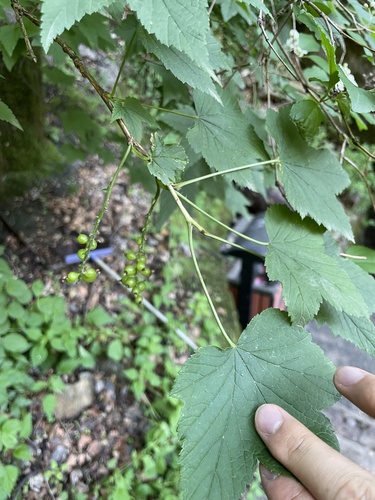 Ribes mandshuricum (Ribes mandshuricum)
