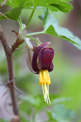 Hupa gooseberry (Ribes marshallii)