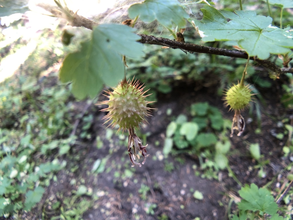 Hupa gooseberry (Ribes marshallii)