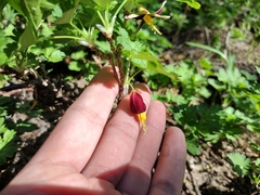 Hupa gooseberry (Ribes marshallii)