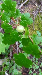 Hupa gooseberry (Ribes marshallii)