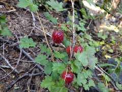 Hupa gooseberry (Ribes marshallii)