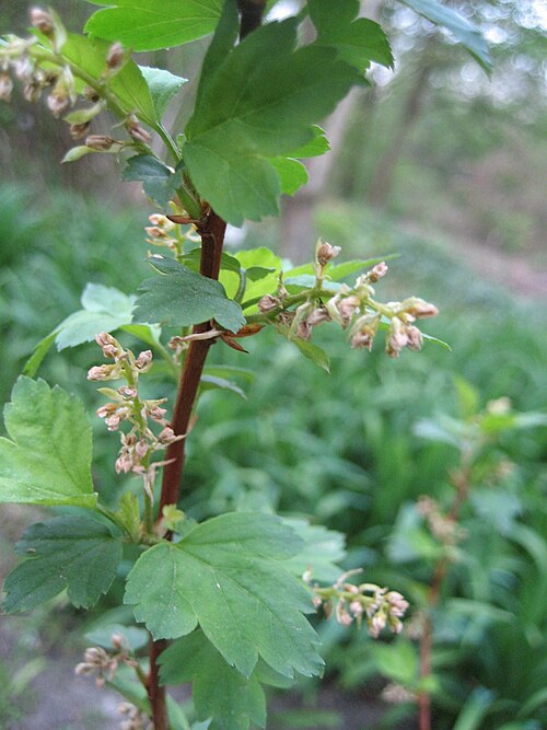Ribes maximowiczii: Ribes maximowiczianum - Blüte - Bot. Garten Berlin Dahlem