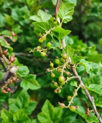 Ribes meyeri (Ribes meyeri)