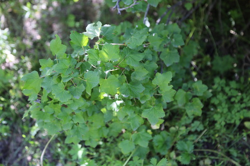 Ribes meyeri (Ribes meyeri)