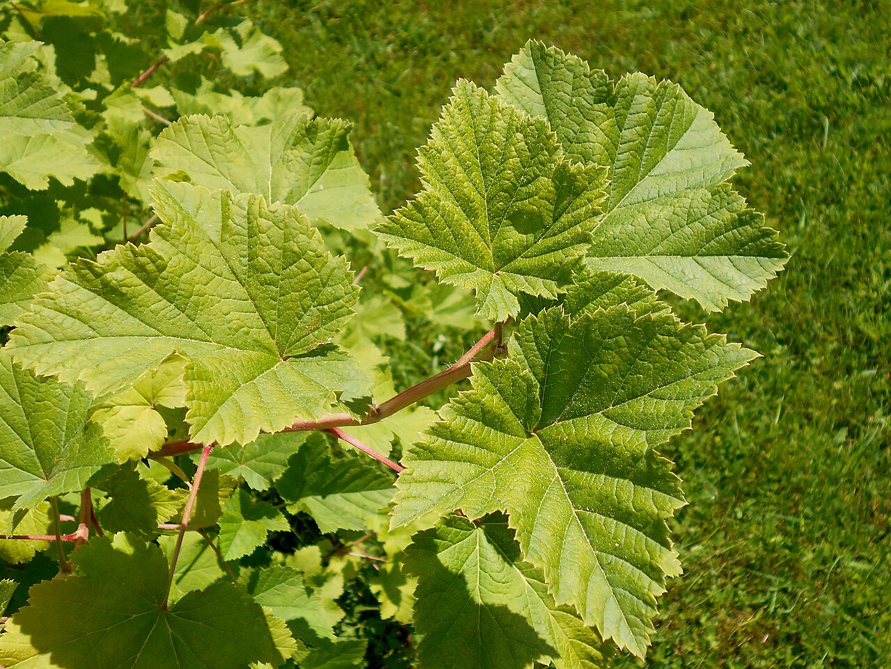 Ribes meyeri: Ribes meyeri , Botanischer Garten Berlin.