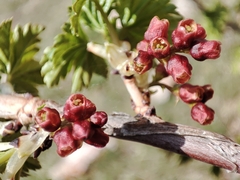 Ribes meyeri (Ribes meyeri)