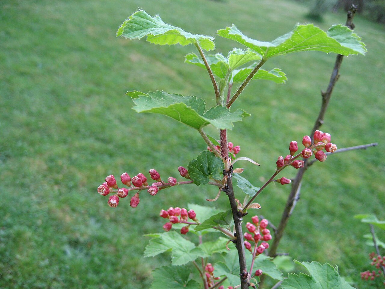 Ribes meyeri: Ribes meyeri - Blüte - Bot. Garten Berlin Dahlem