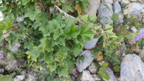 Ribes meyeri (Ribes meyeri)