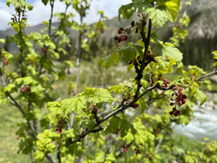 Ribes meyeri (Ribes meyeri)