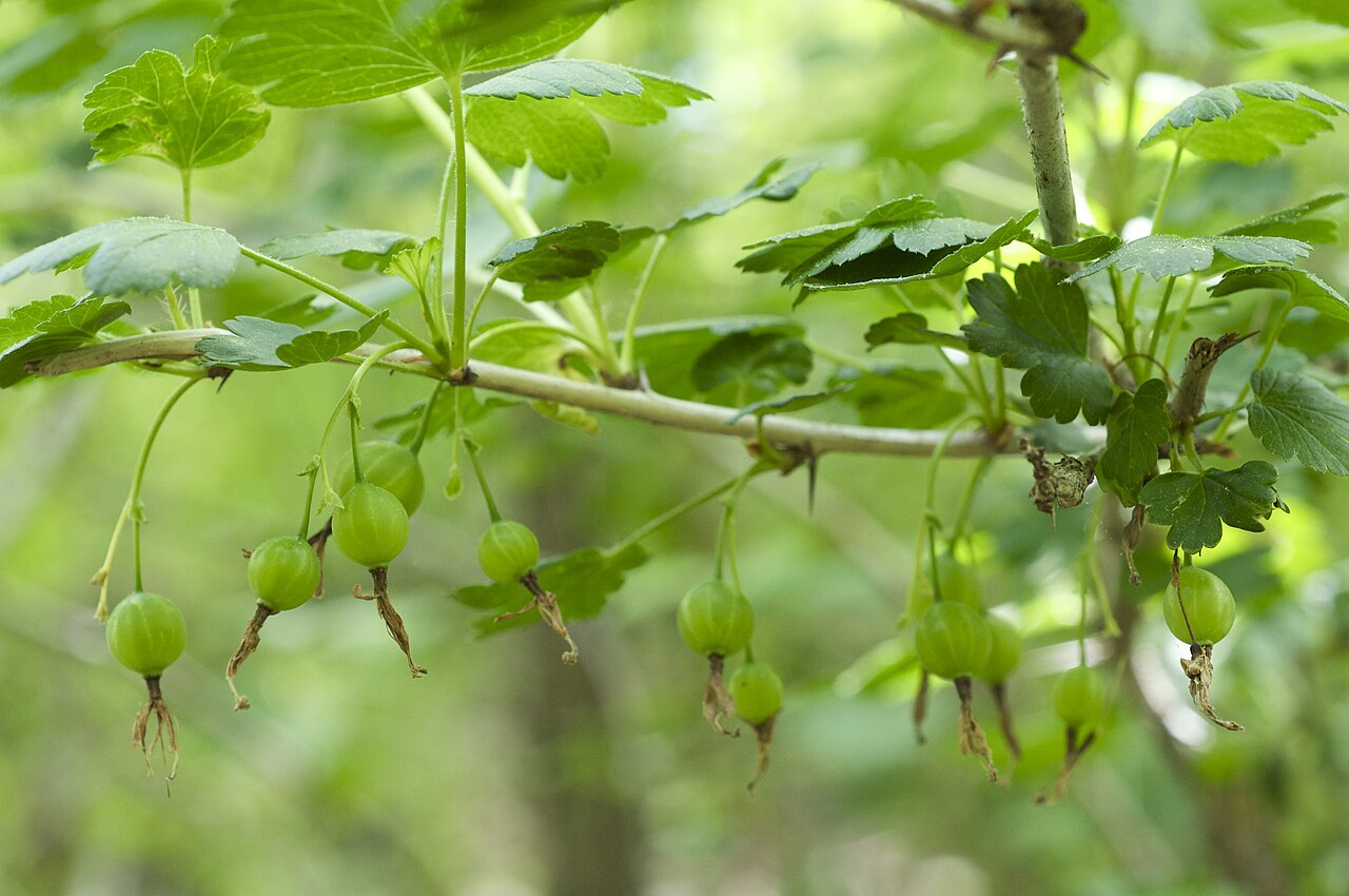 Missouri gooseberry: Species from north-central North America Arkansas is at the southern limit of this species' range. Common name: Missouri Gooseberry Photographed along the Van W
