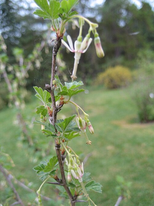 Missouri gooseberry: Ribes missouriense - Blüte - Bot. Garten Berlin Dahlem