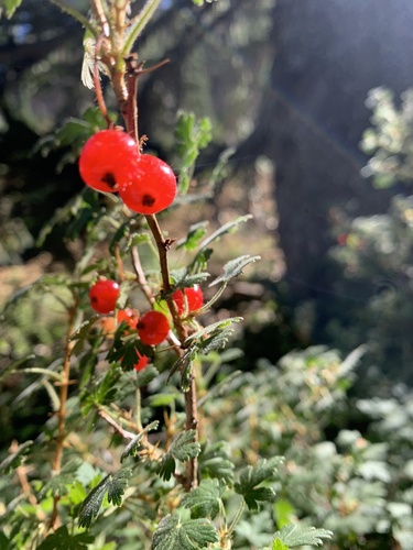 Gooseberry currant (Ribes montigenum)