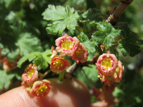 Gooseberry currant (Ribes montigenum)