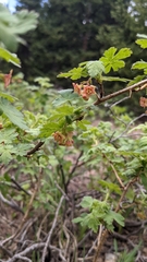 Gooseberry currant (Ribes montigenum)